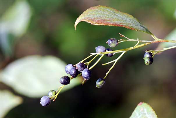 �N���~�m�j�V�S���i���j