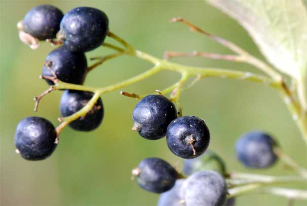 �N���~�m�j�V�S���i���j