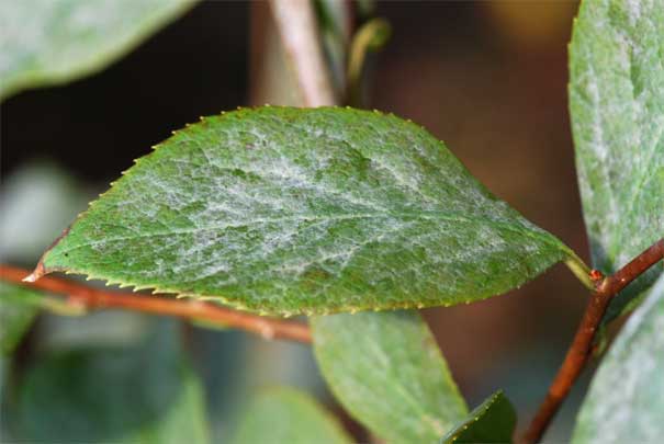 �N���~�m�j�V�S���i�t�j