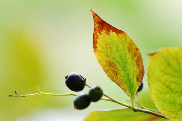 �N���~�m�j�V�S���i���j