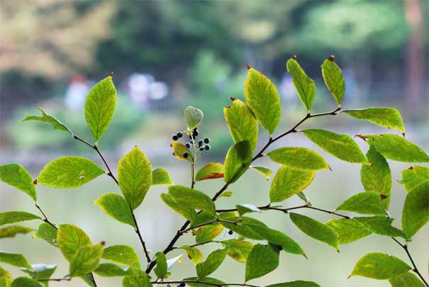 �N���~�m�j�V�S���i���j