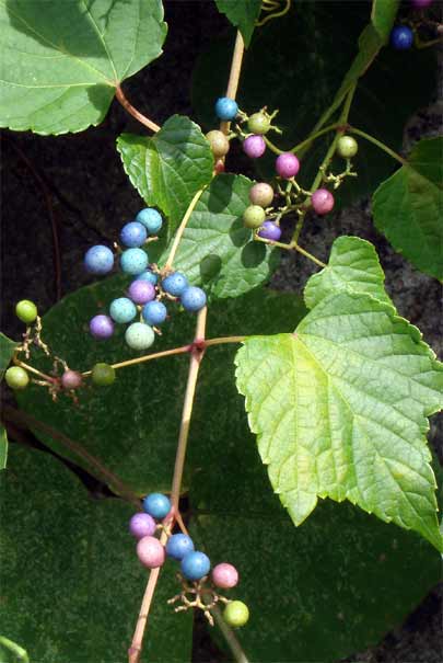 muhEij