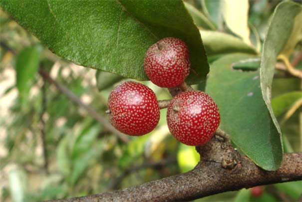 �A�L�O�~�i���j