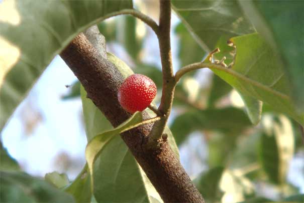 �A�L�O�~�i���j