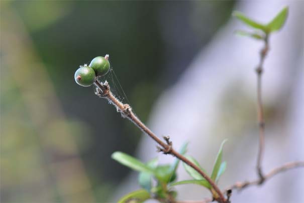 �X�C�J�Y���i���j