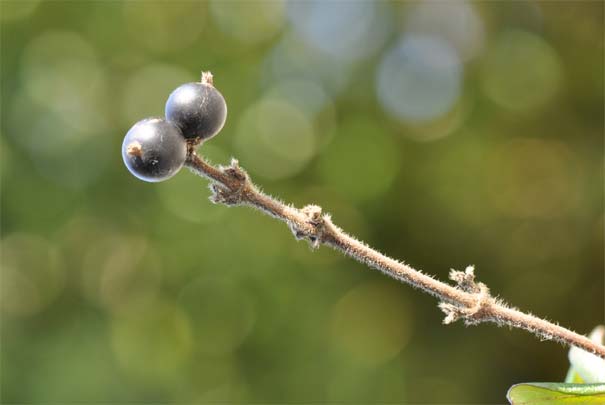 �X�C�J�Y���i���j