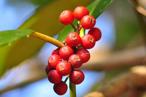 �^�����E�i���j