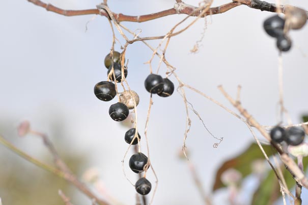 �A�}�`���d���i���j