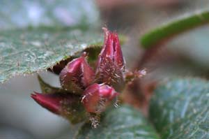 �C���i�V�i�Q�j