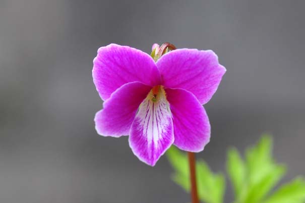 �G�C�U���X�~��