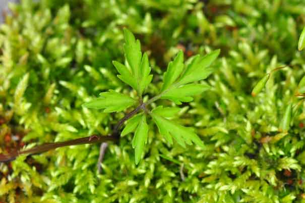 �G�C�U���X�~��