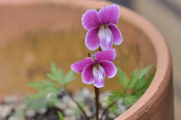 �G�C�U���X�~��