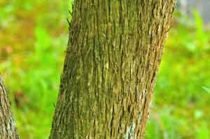 �T���t�^�M�̒���