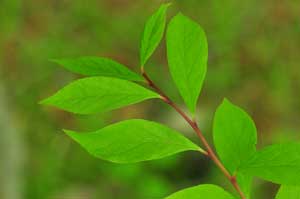 �T���t�^�M�̒���