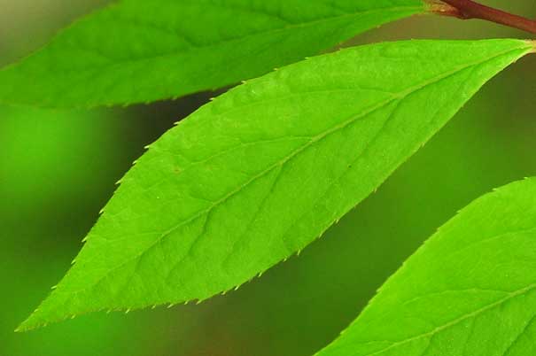 �T���t�^�M�̒���