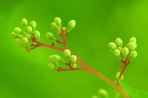 �T���t�^�M�̒���