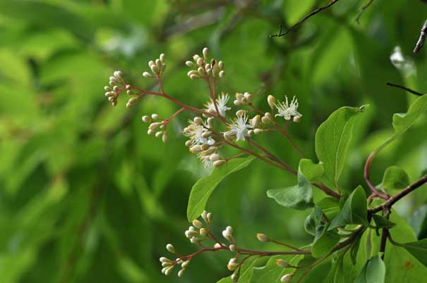 �T���t�^�M�̒���