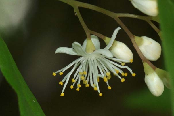 �T���t�^�M�̒���