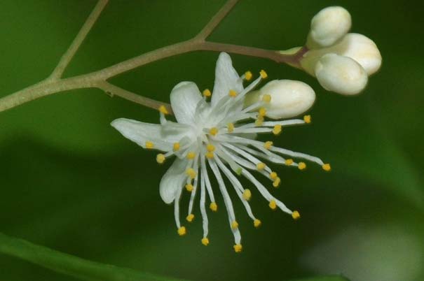 �T���t�^�M�̒���