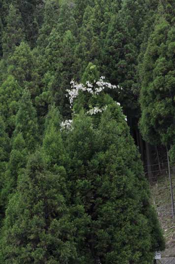 �V���o�i�t�W