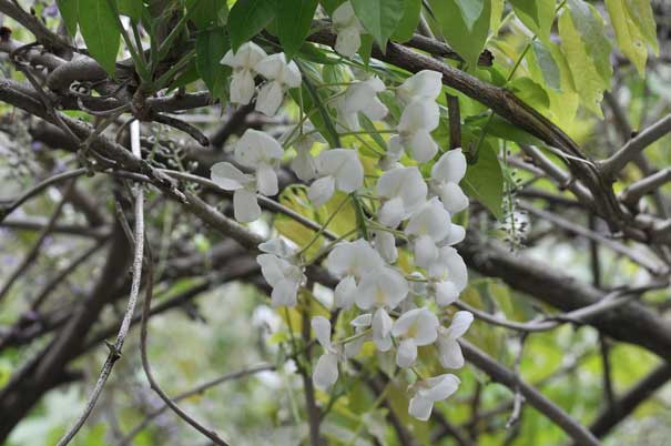 �V���o�i�t�W