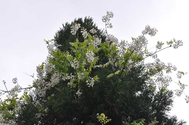 �V���o�i�t�W