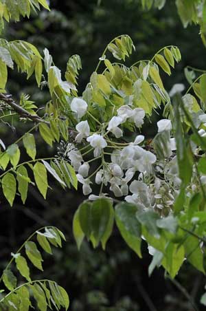 �V���o�i�t�W