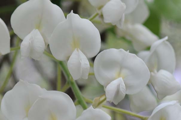 �V���o�i�t�W