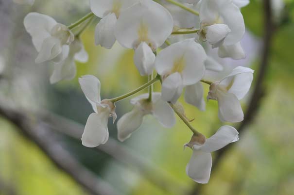 �V���o�i�t�W