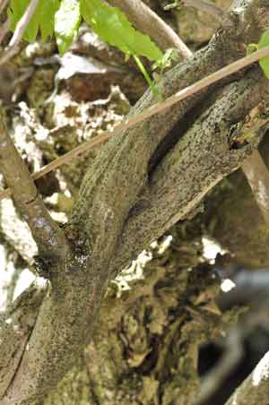 �V���o�i�t�W