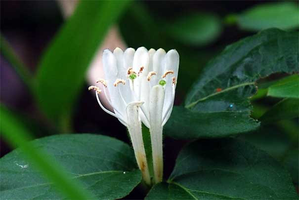 �X�C�J�Y��