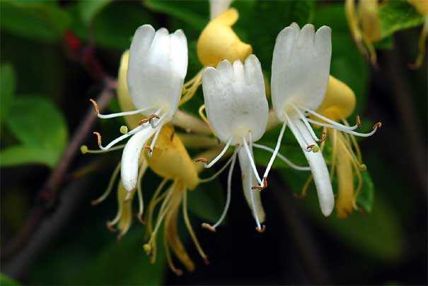 �X�C�J�Y��