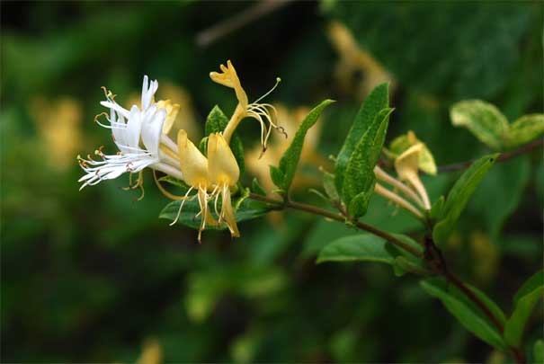 �X�C�J�Y��