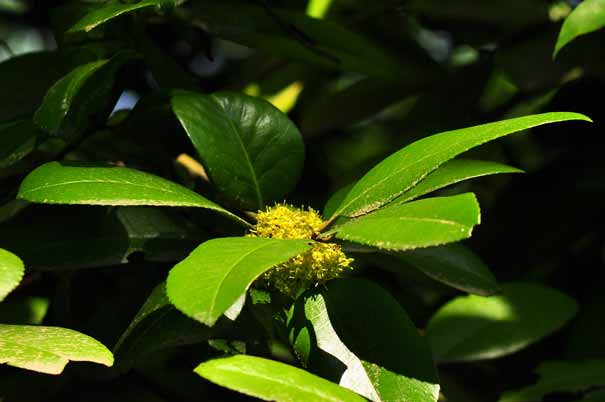 �^�����E�i�Y�ԁj