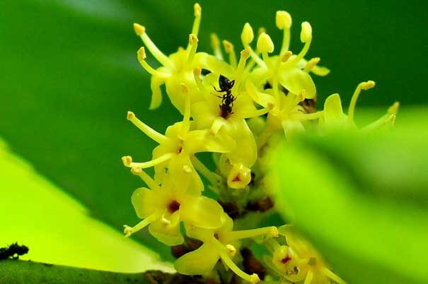 �^�����E�i�Y�ԁj