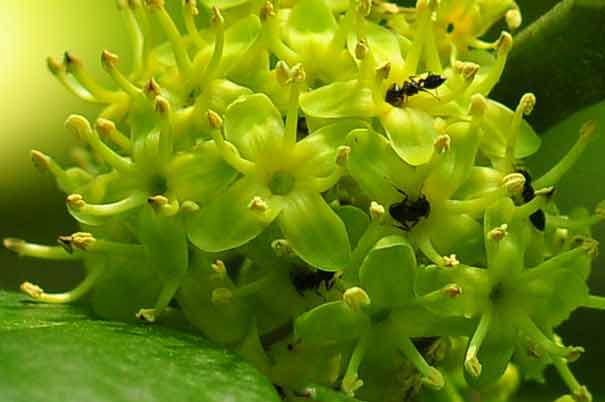 �^�����E�i�Y�ԁj