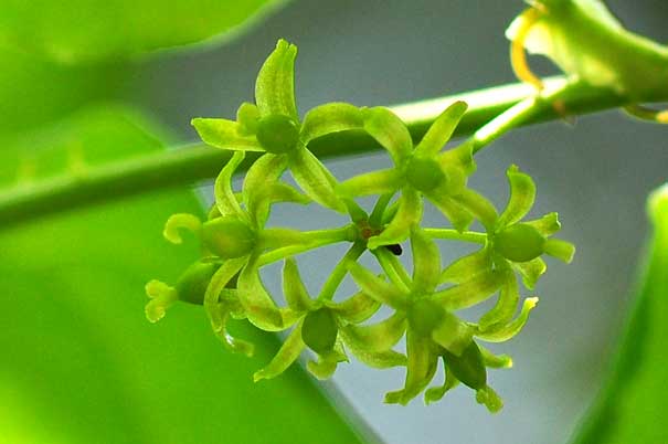 ���}�J�V���E(�Ⴂ���H)