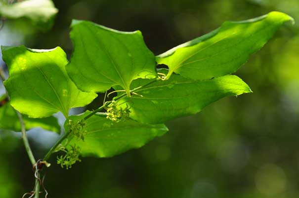 ���}�J�V���E