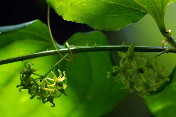 ���}�J�V���E(�g�Q)