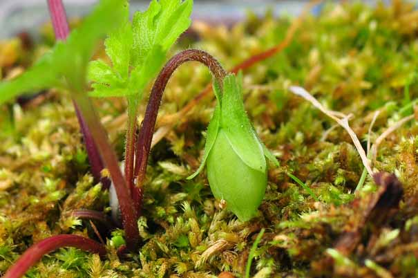 �G�C�U���X�~���i���ԁj