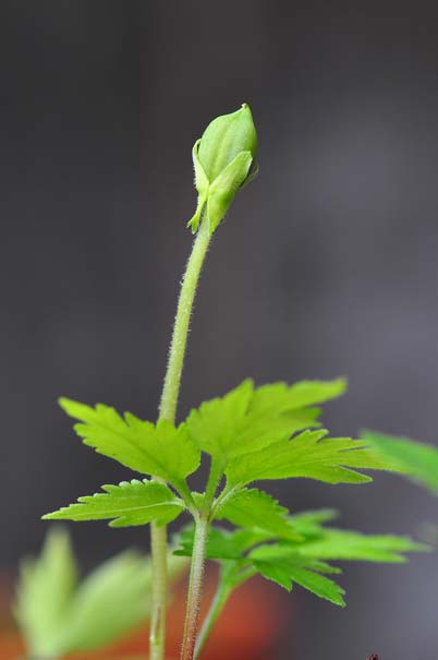 �G�C�U���X�~���i���ԁj