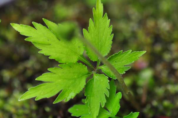 �G�C�U���X�~���i���ԁj