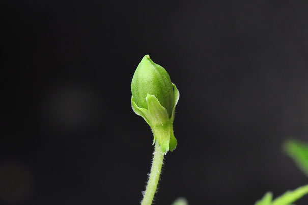 �G�C�U���X�~���i���ԁj