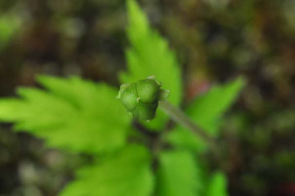 �G�C�U���X�~���i���ԁj