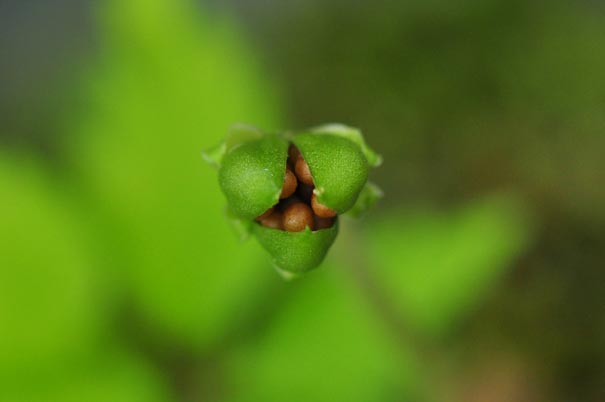 �G�C�U���X�~���i���ԁj