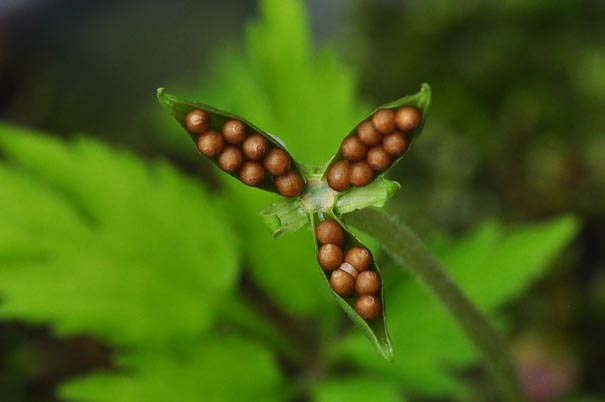 �G�C�U���X�~���i���ԁj