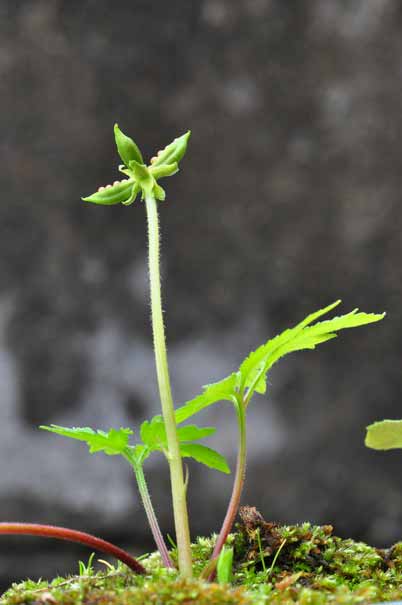 �G�C�U���X�~���i���ԁj