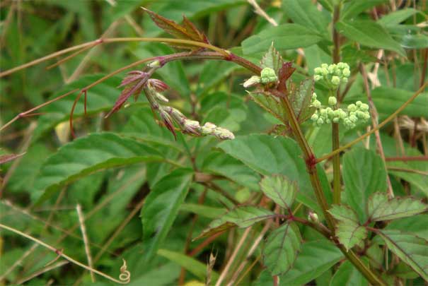 ���u�K���V