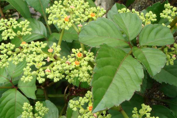 ���u�K���V