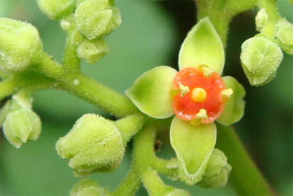 ���u�K���V